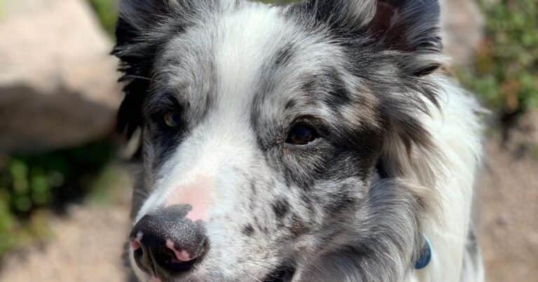 Harvey, el perro más inteligente de Gran Bretaña: puede identificar más de 200 juguetes por su nombre