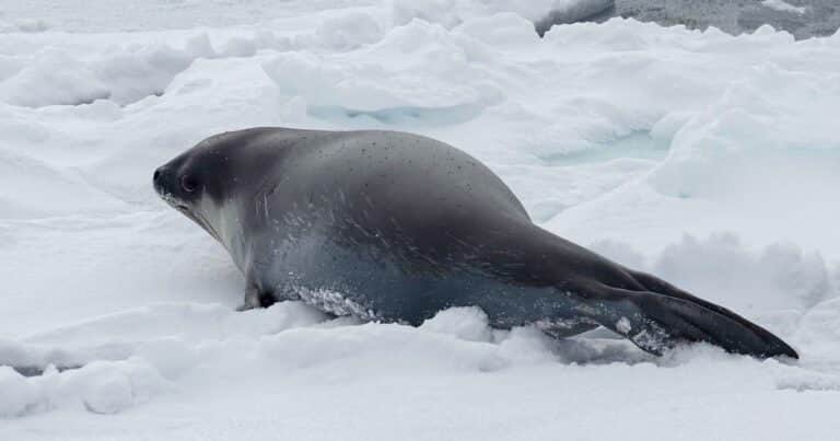 Revelan imágenes inéditas de una foca de Ross bajo el agua en la Antártida