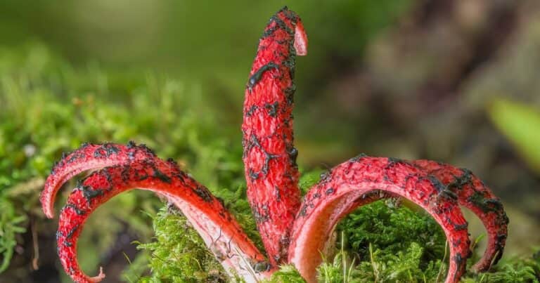 Huele a carne podrida: la planta que tomó por asalto a Europa tras la Primera Guerra Mundial