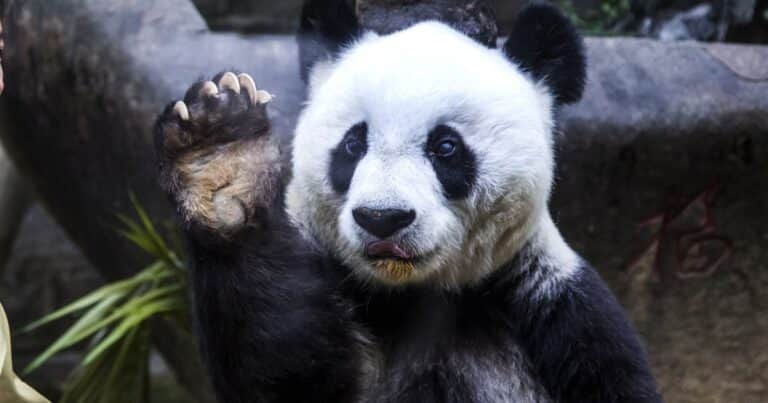 Buenas noticias para China: recupera a los últimos pandas y Japón pierde un negocio de US$ 128 millones al año