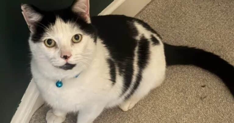 Su gato desapareció por varios días y cuando lo encontró, quedó horrorizada: «No podía creerlo»