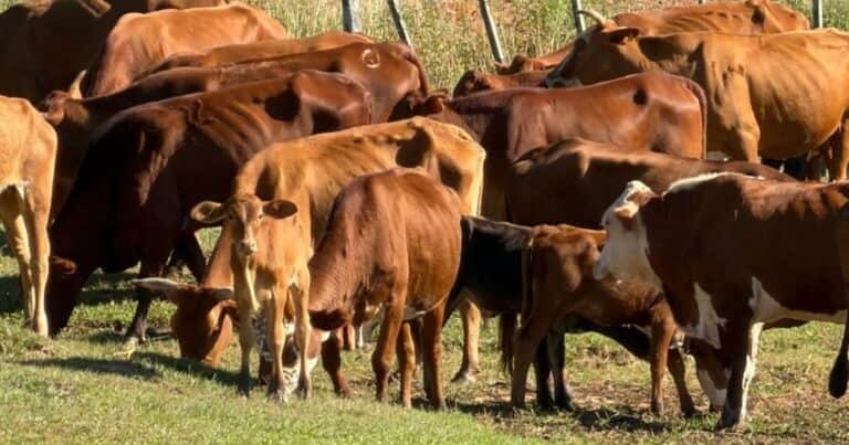 «No tienen para comer»: casi 200 vacas recuperadas de abigeato se están muriendo de hambre a la espera de una decisión judicial