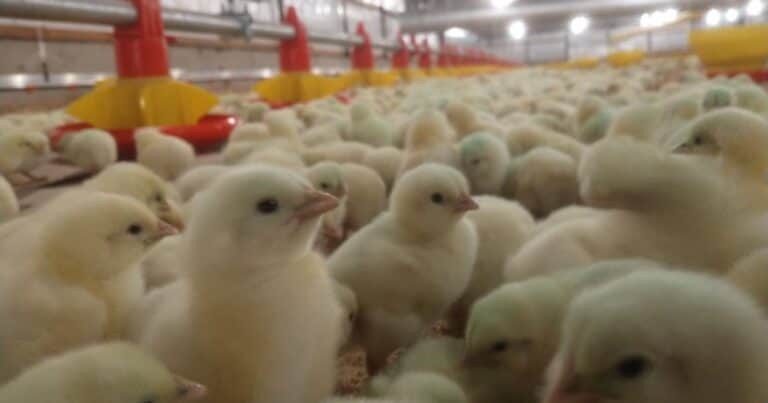 Europa reabrió su mercado para la carne aviar argentina