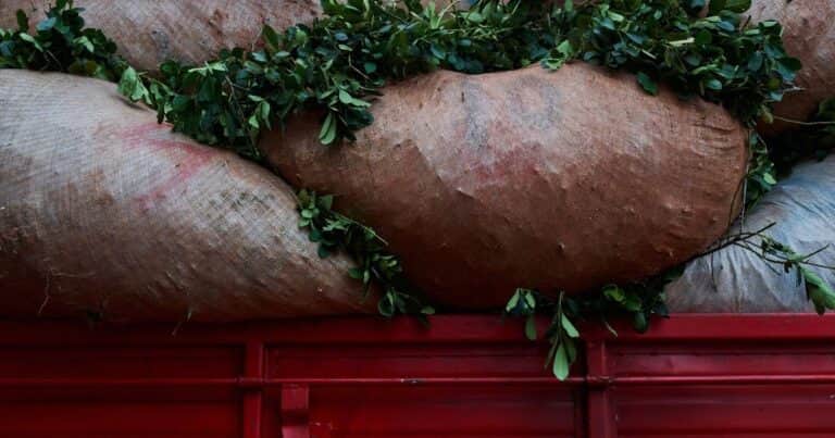 «Oro verde»: las exportaciones de yerba mate alcanzaron en 2025 una cifra nunca vista tras la desregulación del mercado