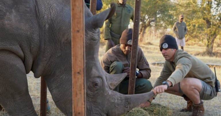 Elaboraron un ingenioso plan para salvar a un rinoceronte enfermo en África