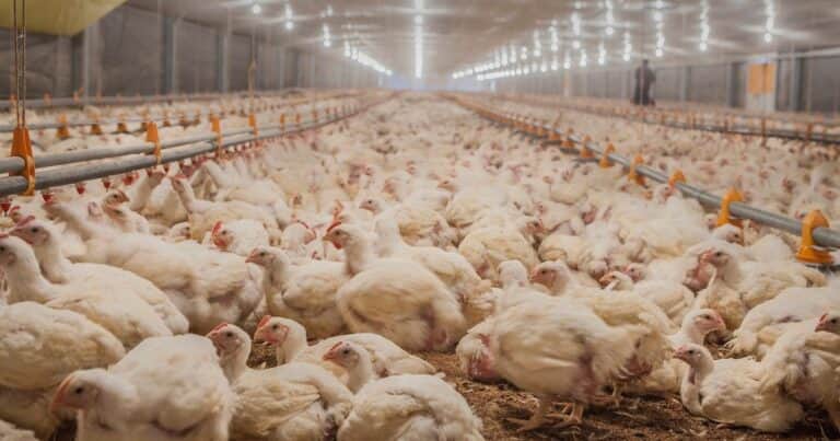 Confirman caso de influenza aviar en una granja comercial y Argentina volvió a cerrar sus exportaciones