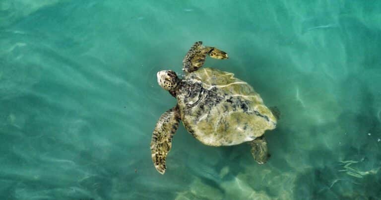 Un hallazgo clave: descubren la tortuga ancestral que habría dado origen a especies asiáticas