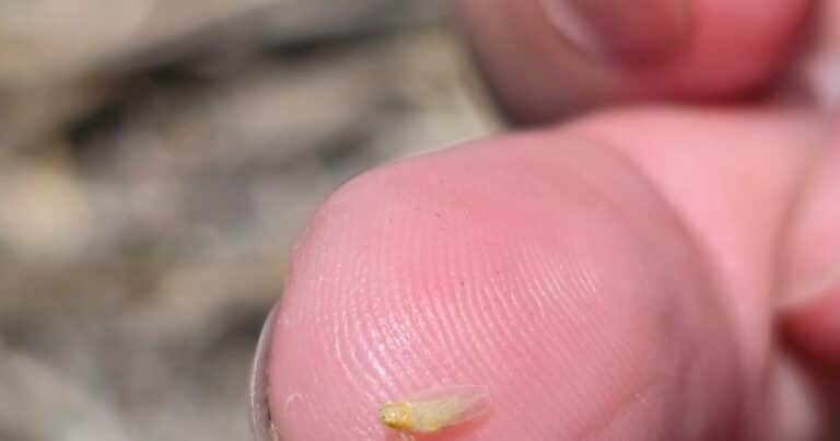 La chicharrita sigue avanzando a lo largo del país, pero aseguran que su infectividad es casi nula