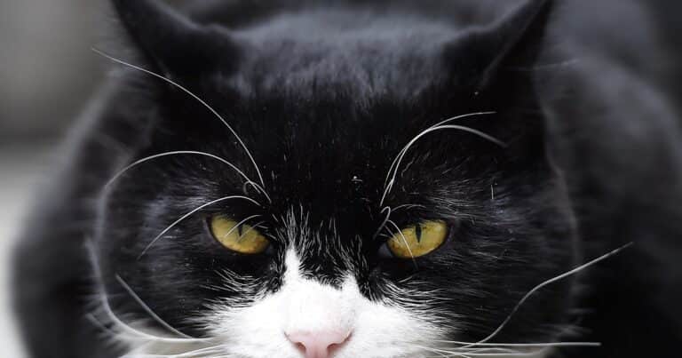 Murió Palmerston, el célebre gato del Ministerio de Asuntos Exteriores británico: «Será extrañado con gran dolor»