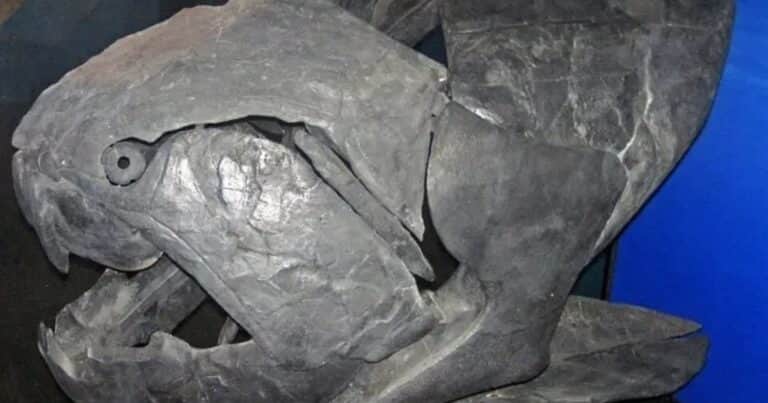 Científicos revelan que el mayor depredador marino de hace 360 millones de años no tenía dientes, sino cuchillas óseas