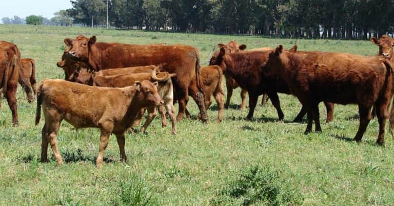El rodeo vacuno no repunta y limitaría limitaría la producción de carne por lo menos en 2026 y 2027