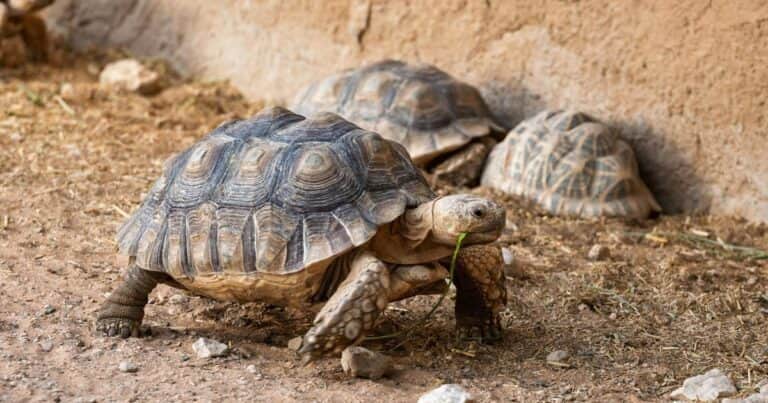 Un jubilado transformó su jardín en el santuario de 400 tortugas: «Las reconozco a todas»