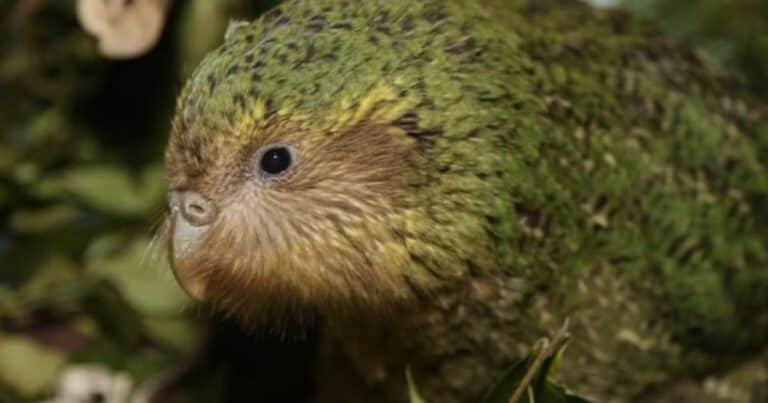 Temporada récord de reproducción de la única especie de loro que no vuela