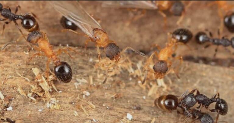 Descubren una especie de hormiga donde solo viven reinas y se reproducen sin machos