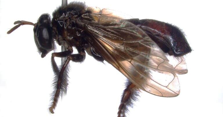 Encuentran una nueva especie de mosca que parece una abeja pero sin aguijón