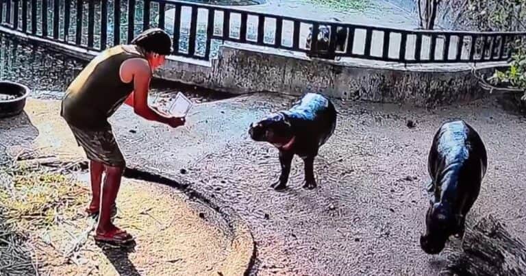 Detuvieron a un hombre por ingresar al recinto de Moo Deng, la famosa hipopótama pigmea