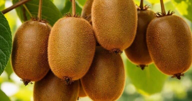 ¿Cómo se llama el árbol del kiwi? Pocos conocen su curioso nombre científico