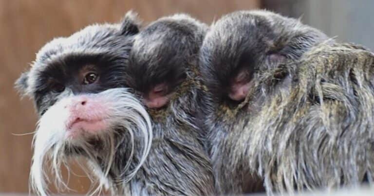 Nacieron dos tamarinos emperador gemelos, la especie más rara de monos
