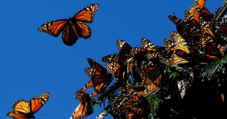 Cada vez peor: la cifra de mariposas monarca sigue en «mínimos históricos»
