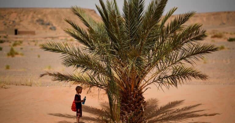 Miles de millones de árboles no sobrevivieron al Sahara, pero una solución física inesperada sí funcionó