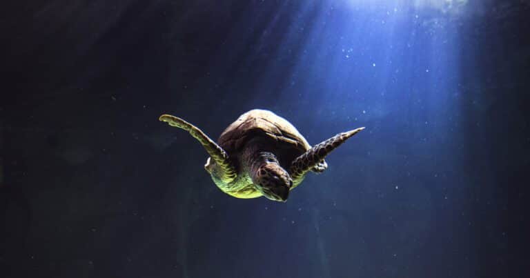Descubren una nueva especie de tortuga marina gracias a un fósil que estuvo guardado más de 60 años en un museo