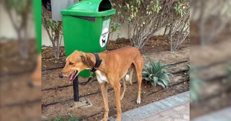 En Dubai, muchos dueños de mascotas tomaron una polémica decisión frente a la amenaza de la guerra: «Es incomprensible»