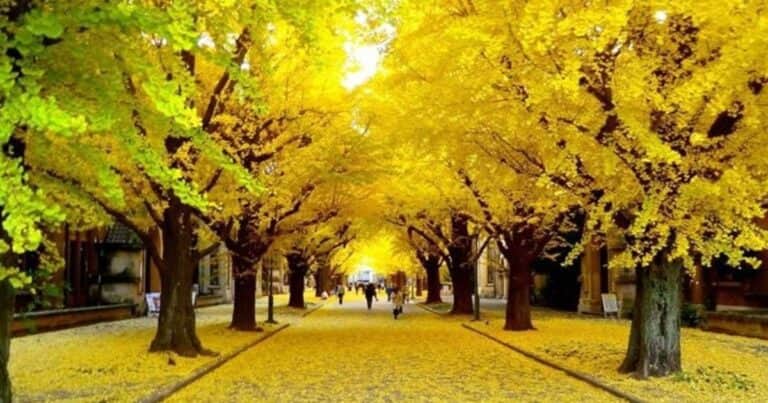 Es el único árbol inmortal que existe en el mundo y hay ejemplares en Argentina
