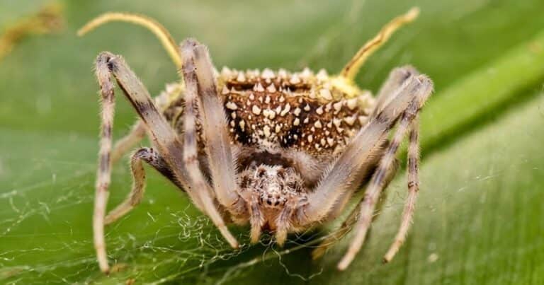 Descubrieron una araña que imita a un hongo zombi para atrapar a sus presas