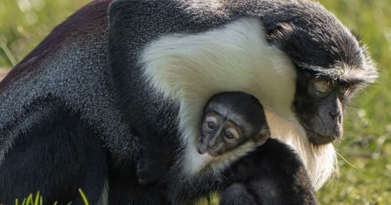 Masaya, la mona roloway en peligro de extinción que sobrevivió a una compleja cirugía, fue mamá: «Es un caso único»