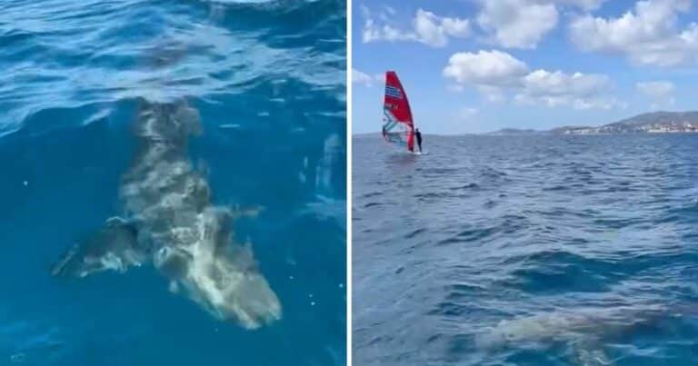 Sorpresa en España: detectan a un posible tiburón blanco en el Mediterráneo, frente a las costas de Palma