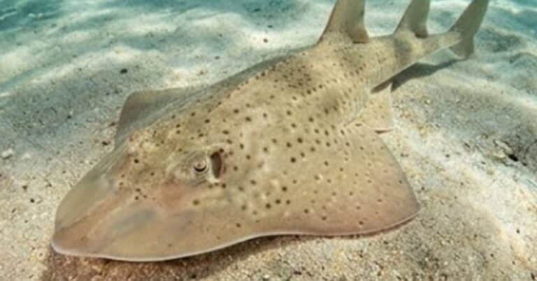 El pez guitarra: la especie que científicos y comunidades costeras buscan salvar