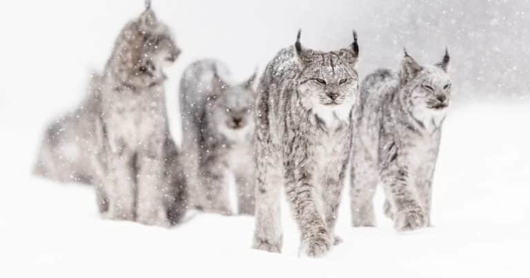 El misterio de los linces que cambian de color y se convierten en blancos