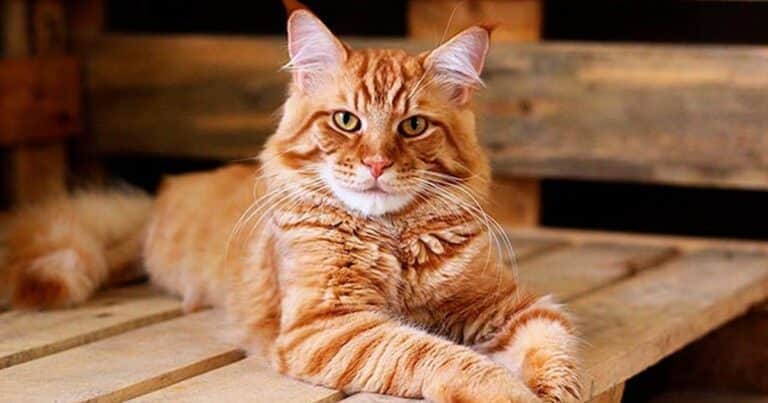 A qué edad un gato se considera viejo, según veterinarios