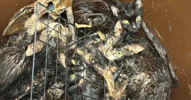 Abandonó a 23 gatos en un contenedor y aseguró la para que no escaparan: «Fueron aplastados y asfixiados lentamente»