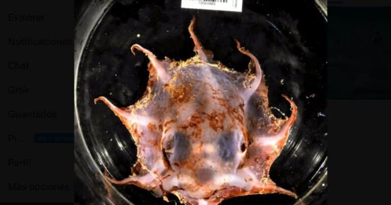 Cuerpo rojo y ojos desproporcionadamente grandes, así es el pulpo hallado a más de mil metros de profundidad