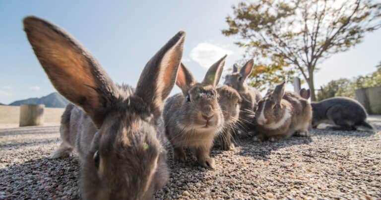 Okunoshima: el oscuro pasado de la isla en la que viven más conejos que personas