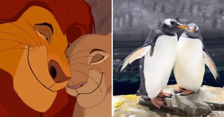 Un zoológico recreó la escena más famosa de «El rey león” para presentar a su nuevo pingüino bebé