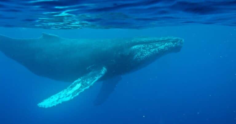 Un viejo audio de 1949 del canto de una ballena revela increíbles secretos