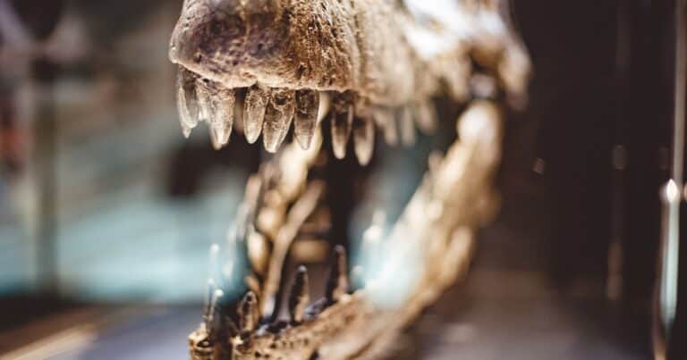Descubren en España huevos de dinosaurio de hace 72 millones de años