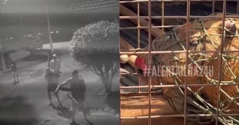 Brutal ataque a un capibara en Río: ocho hombres golpearon al animal hasta dejarlo al borde de la muerte