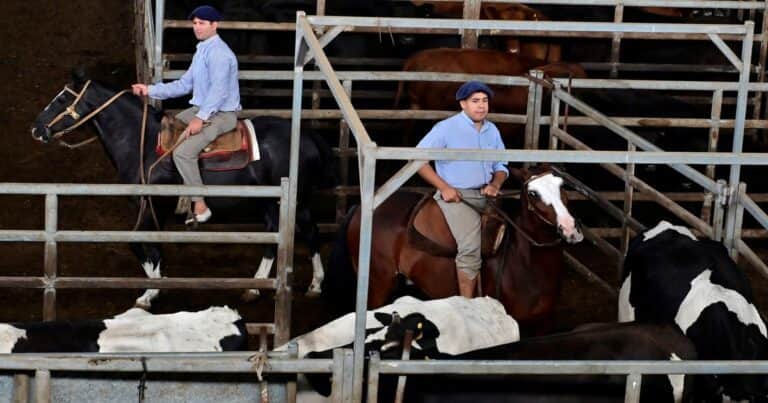 La carne encuentra un techo: señales de freno tras los precios récord de la hacienda