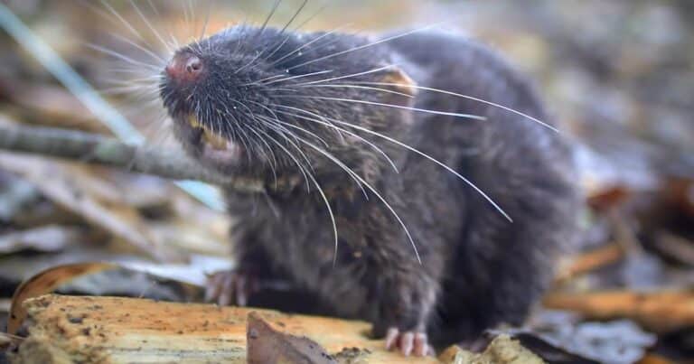 Descubren 27 nuevas especies en la selva peruana y sorprenden a los científicos
