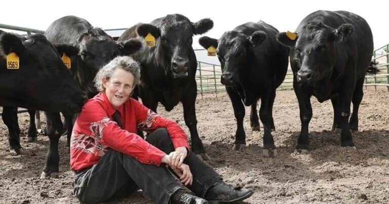 Temple Grandin, la científica con autismo que transformó la ganadería de EE.UU.: «Los animales me enseñaron y me enseñan, todavía, a ser mejor persona”