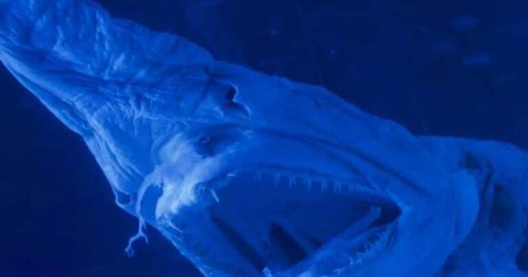 Solo se documentaron 250 en todo el mundo: pescadores recreativos encontraron vivo un tiburón duende a 900 metros de profundidad en Canarias