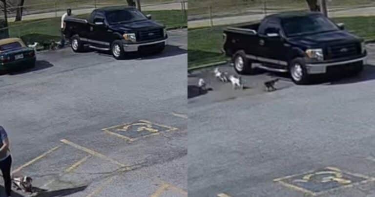 Abandonó a nueve perros en un estacionamiento y huyó en su auto si dejar rastros: «Desgarrador»