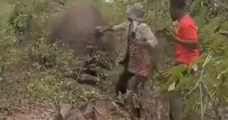 Una mujer tiró de la cola de un elefante herido y luego murió al ser pisoteada por el animal: el video