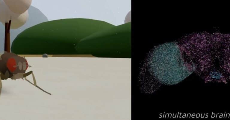 Lograron digitalizar el cerebro de una mosca, un paso clave para la simulación de la vida