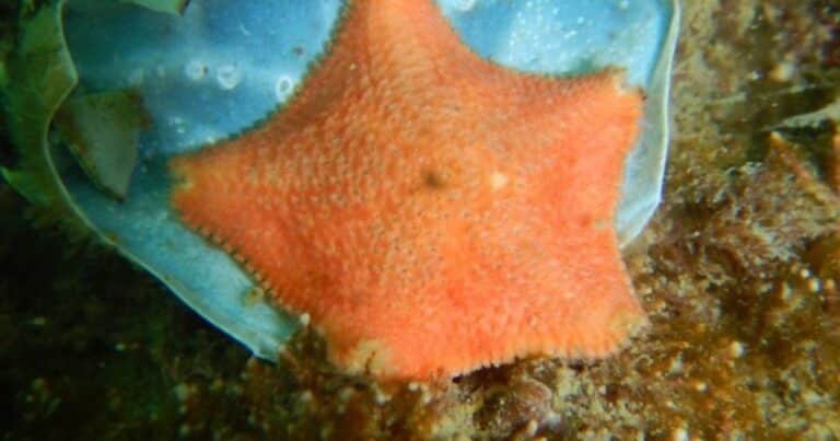 Descubren en la Patagonia una estrella de mar que incuba a sus crías dentro del estómago