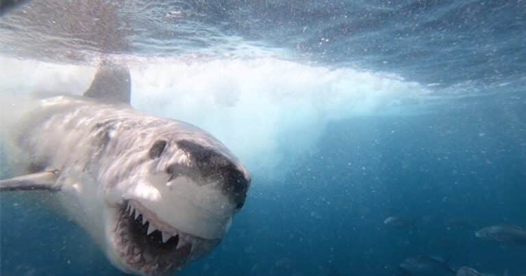 Filmaron a un tiburón blanco nadando de espaldas y mostrando sus dientes