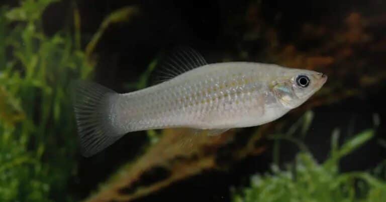 Una especie de pez compuesto solo por hembras que encontró una forma genética de evitar la extinción